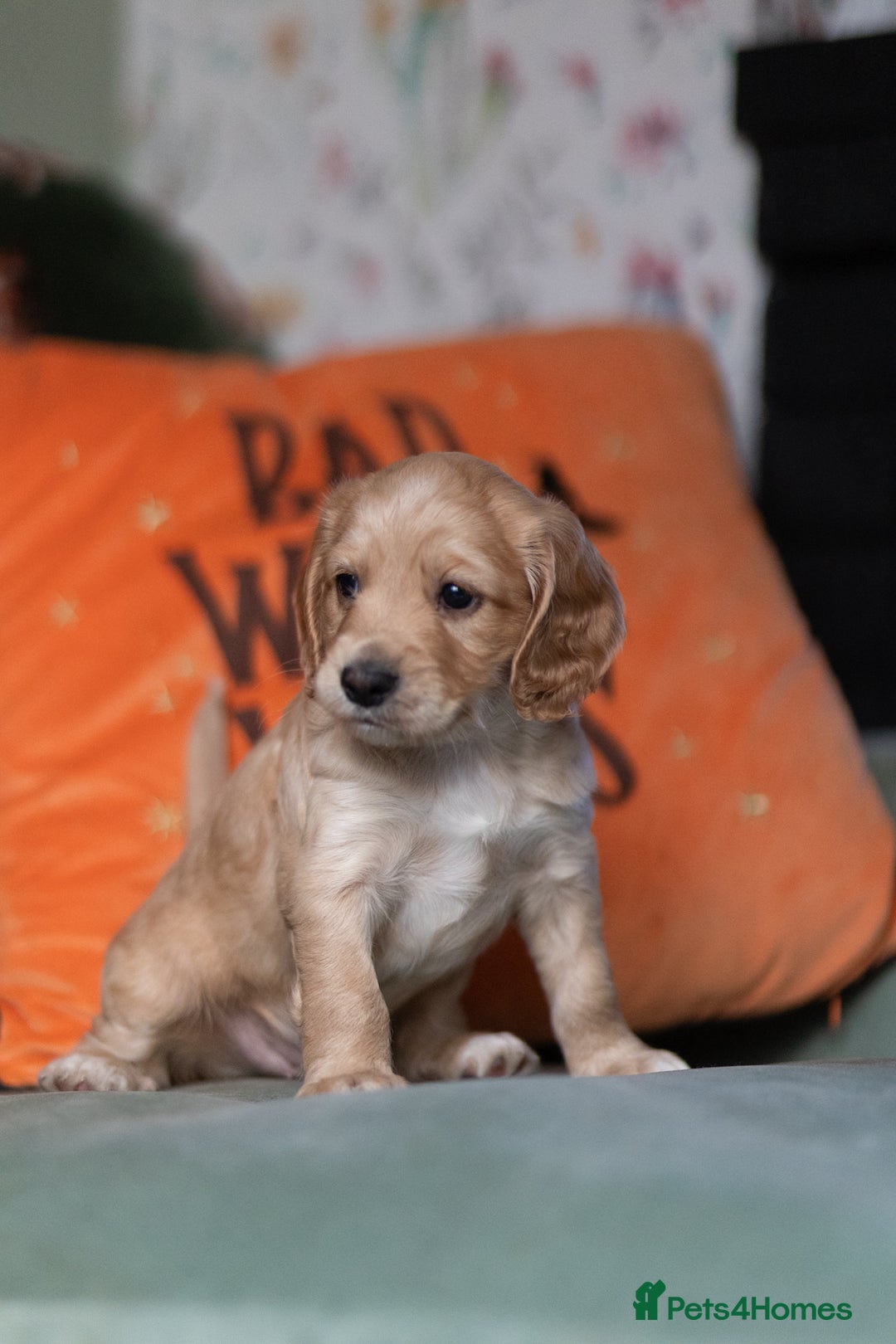 Cockapoo dogs for sale: UNIQUE SABLE BOY READY TO GO ✨ - Image 19