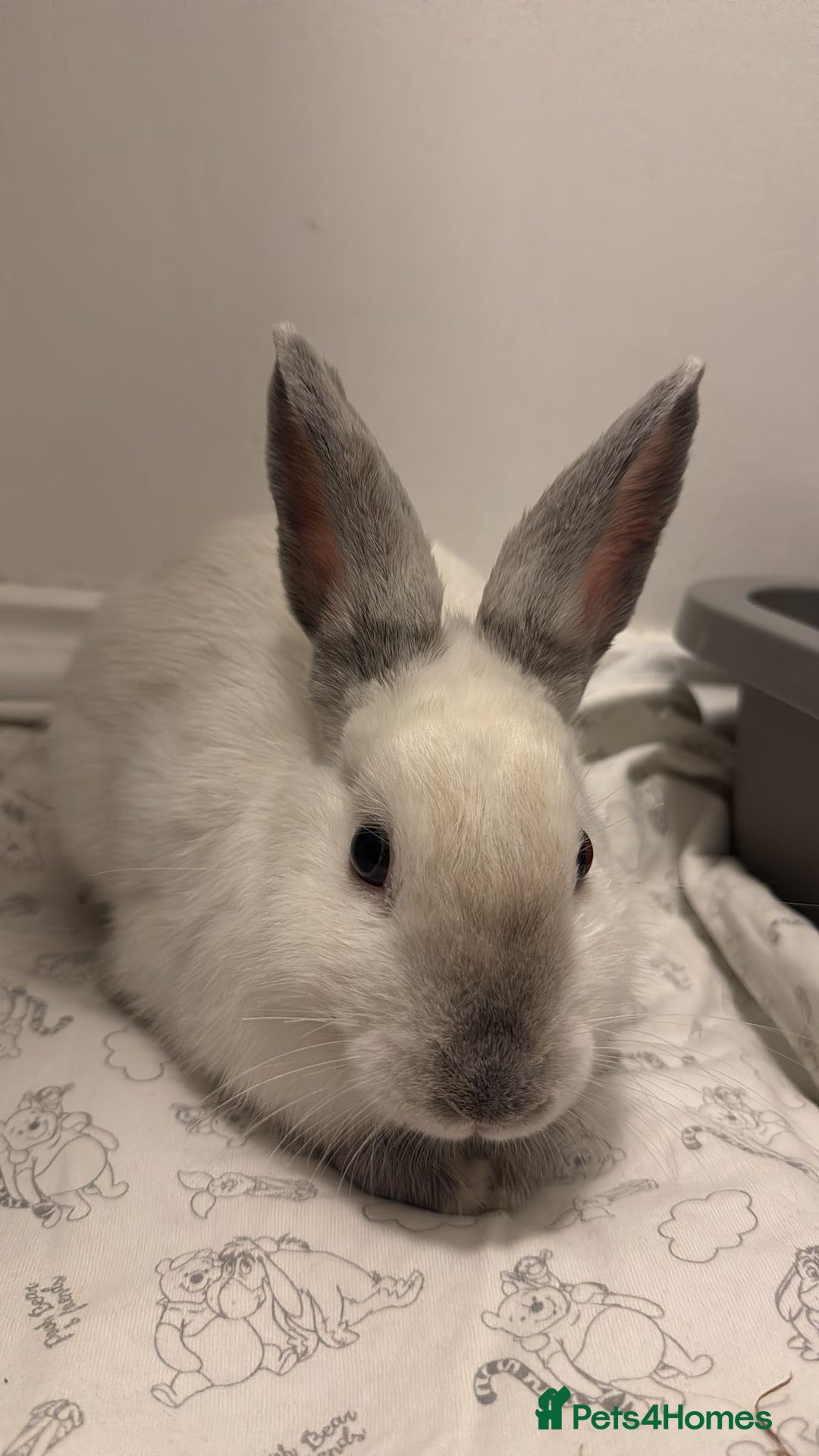 Mixed Breed rabbits for sale: Need rehoming as moving  - Advert 4