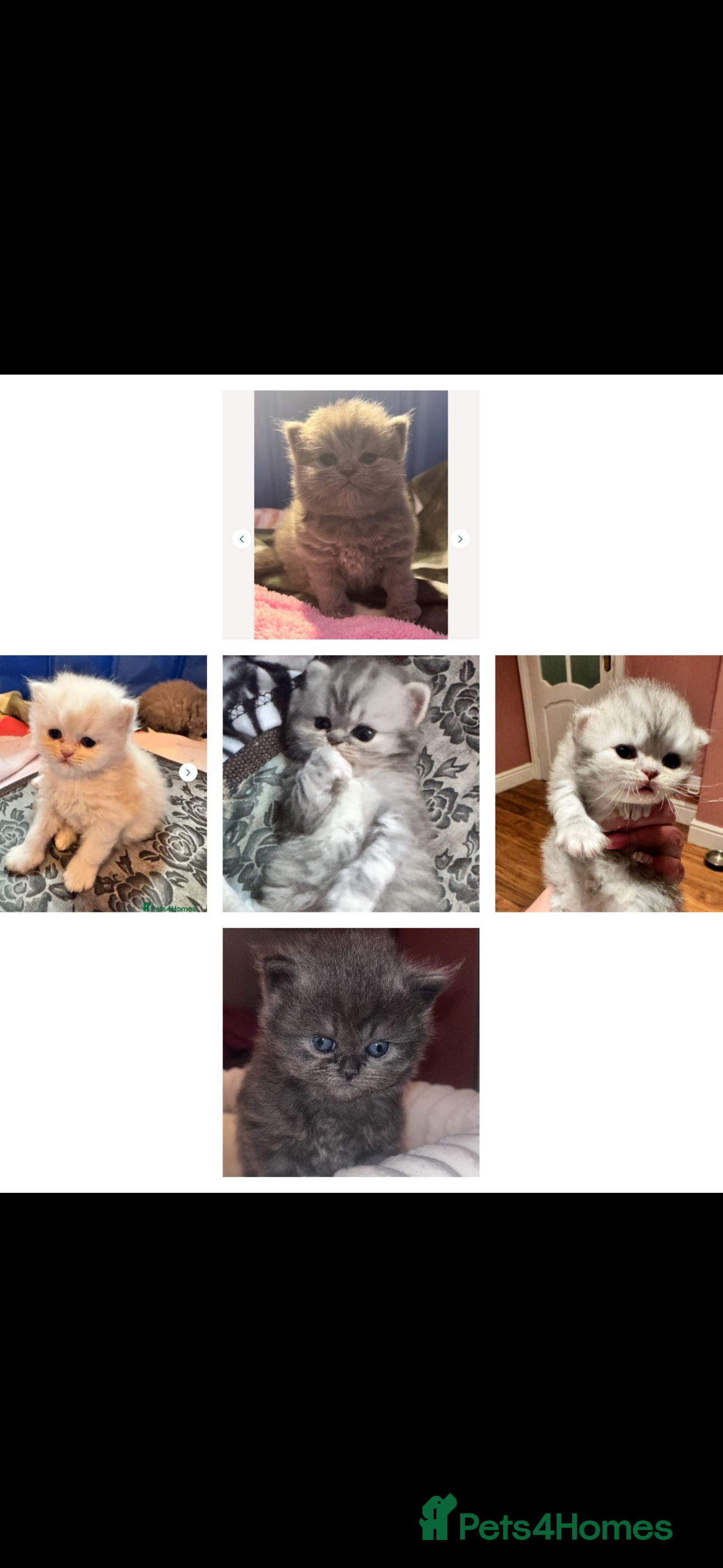 Maine Coon cats Main coon adorable kittens  - Advert 15