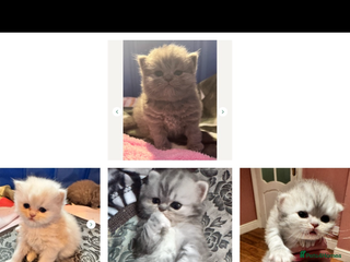 Maine Coon cats Main coon adorable kittens - Advert 15