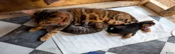 Bengal cats for sale: Stunning health tested TICA Bengal kittens dark - Advert 2