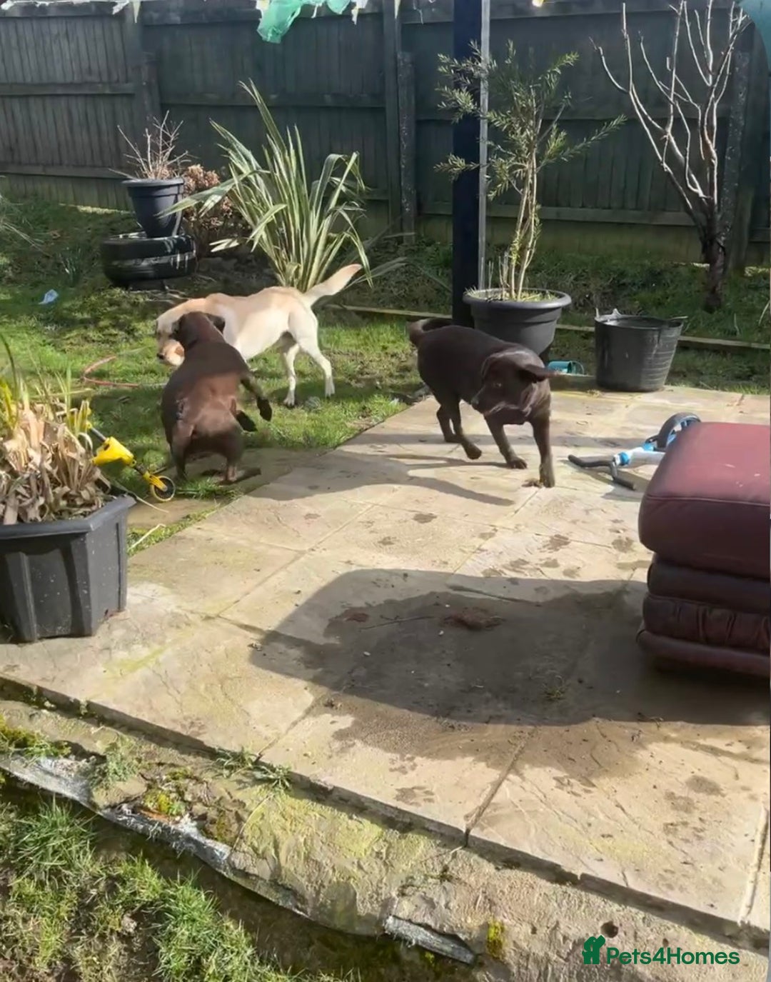 Labrador Retriever dogs for sale: 🌟 Fully vaccinated Chunky pedigree Labradors 🌟  - Advert 6