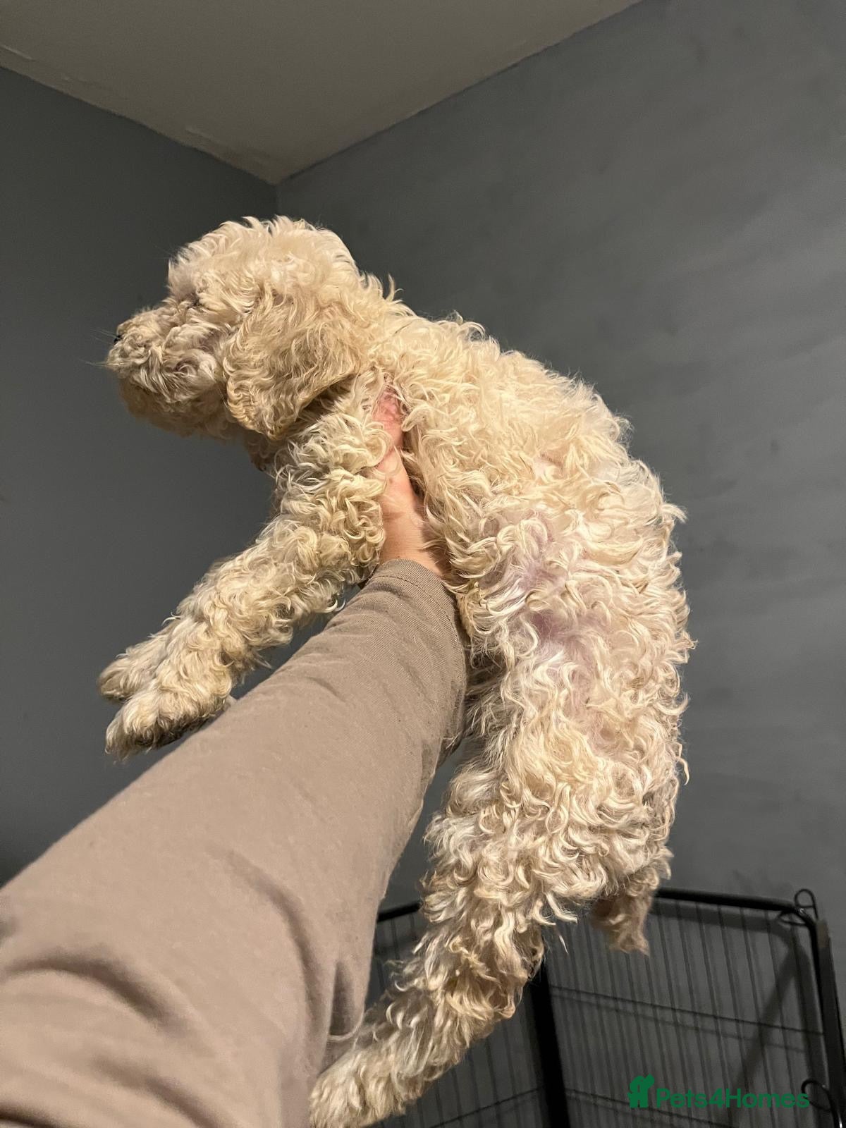 Goldendoodle dogs 4 Goldendoodle pups for sale all boys 💙💙 - Advert 1