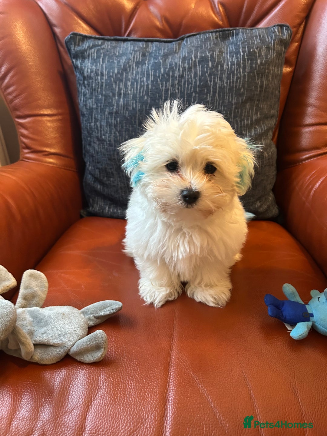 Maltese dogs for sale: Extra mini adorable pups in Bury - Image 3