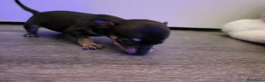Chihuahua 3