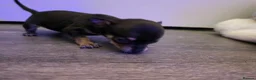 Chihuahua dogs for sale: Beautiful Chihuahua Puppies - Advert 2