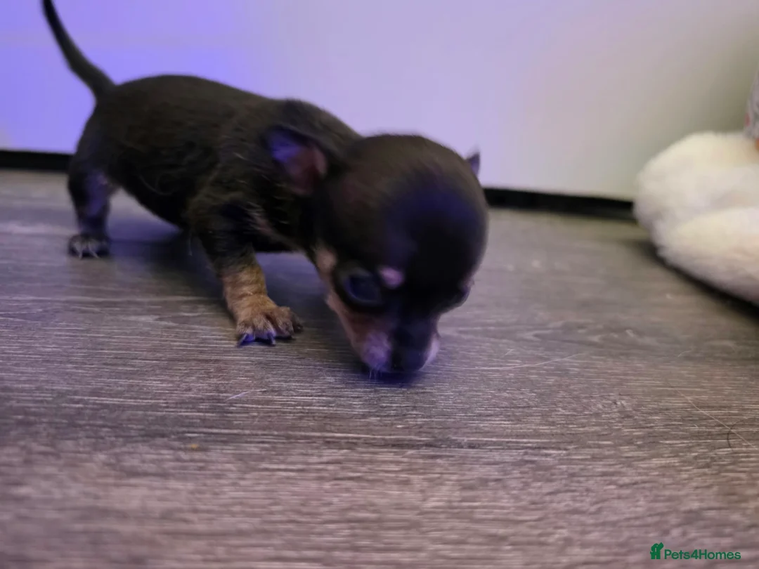 Chihuahua dogs for sale: Beautiful Chihuahua Puppies - Advert 2
