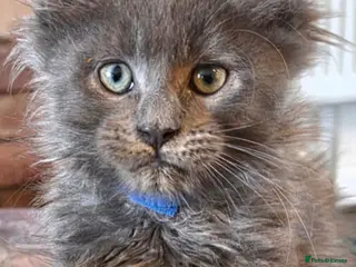 Maine Coon cats Maine coon pedigree kittens - Advert 17