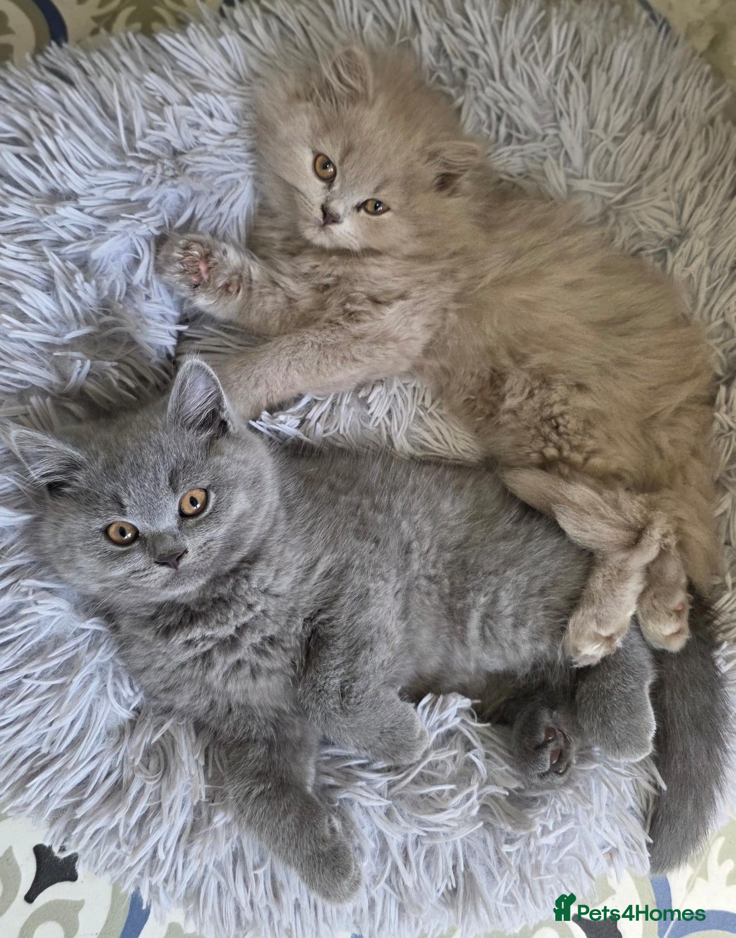 British Shorthair cats BSH and 1 BLH kittens forsale  - Advert 17