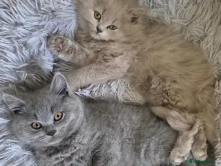 British Shorthair cats British shorthair/longhair kittens forsale - Advert 3