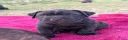Mixed Breed dogs for sale: Cane Corso x Dogue de Bordeux stunning litter of 9 in Pulborough - Advert 35