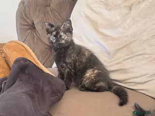 Mixed Breed cats Ready now 2 kittens left - Advert 1