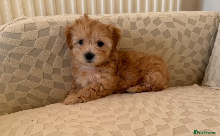Maltipoo dogs - Advert 8