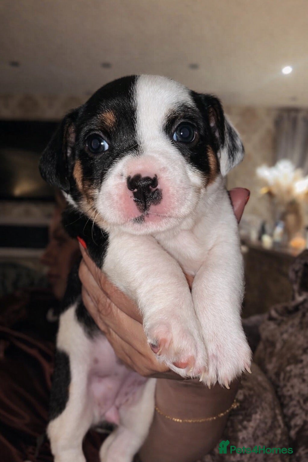 Jack Russell dogs Miniature Jack Russel puppies - Advert 1