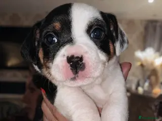 Jack Russell dogs Miniature Jack Russel puppies - Advert 1