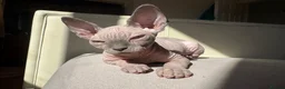Sphynx cats for sale: Exceptional Sphynx Kittens — Home-Raised - Advert 4
