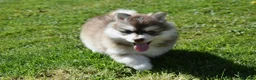 Pomsky dogs for stud: American Import Chocolate Pomsky for Stud in Ammanford - Advert 28