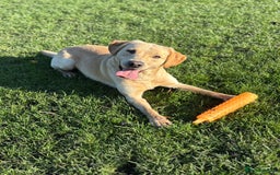 Labrador Retriever dogs for sale: Brockwell Gundogs  - Image 2