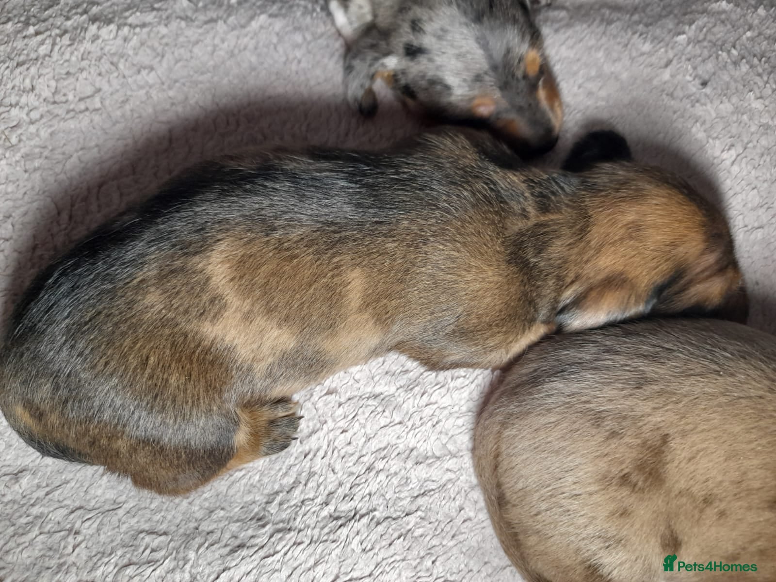 Miniature Dachshund dogs 2choc dapple boys available - Advert 6