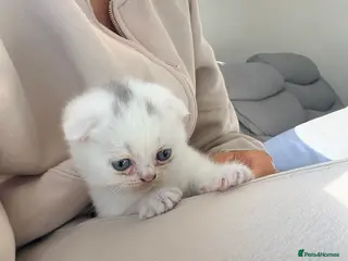 Scottish Fold cats Scottish fold kittens - Advert 16