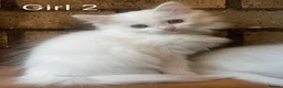 Turkish Angora cats for sale: Kittens available for loving homes - Advert 9