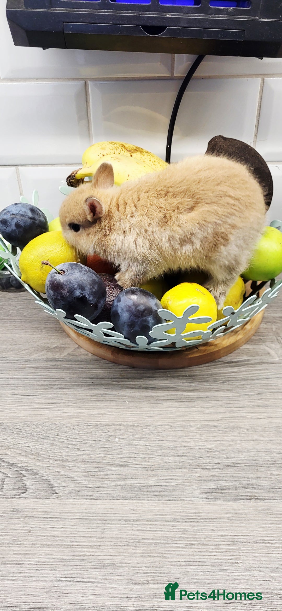 Netherland Dwarf rabbits for sale: One beautiful little buny boy left  - Image 2