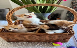 Persian cats for sale: Half Persian 3 Boys and 1 Girl  - Image 7