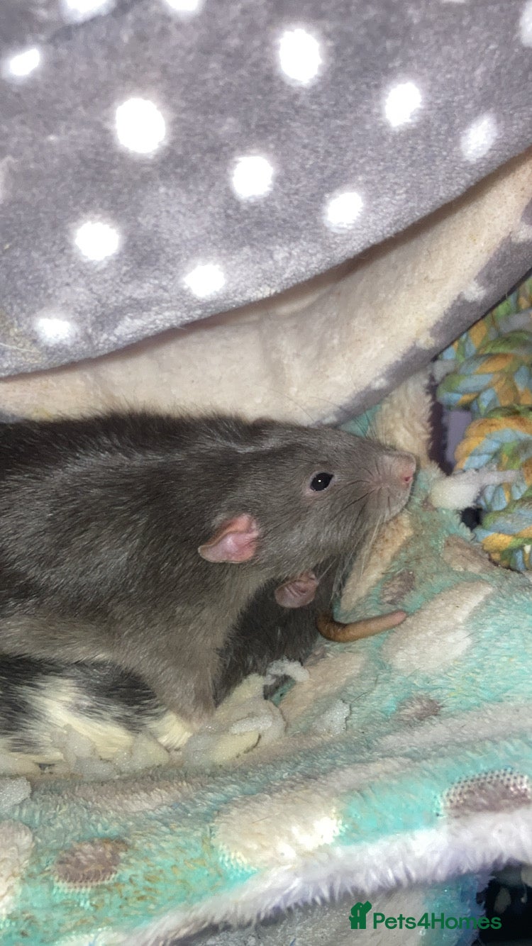 Rat rodents Beautiful rats - Advert 1