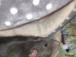 Rat rodents Beautiful rats - Advert 1