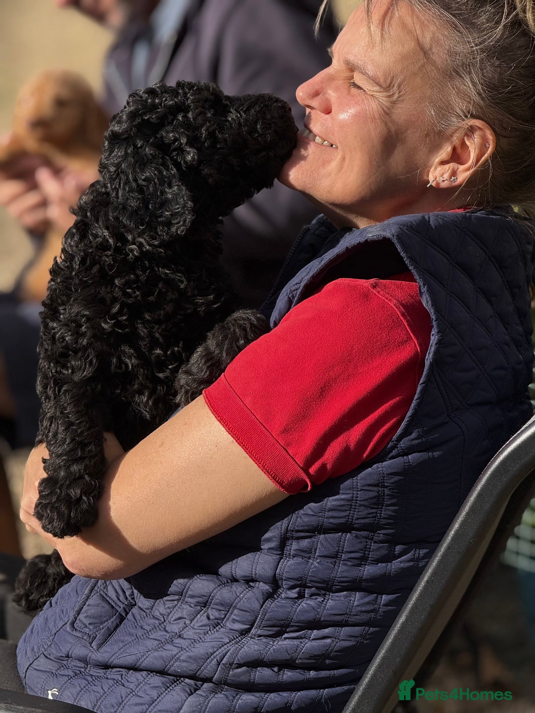 Labradoodle dogs for sale: F1b 3rd generation Labradoodles  - Image 10