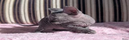 Sphynx cats for sale: Ready for reservation  - Advert 21