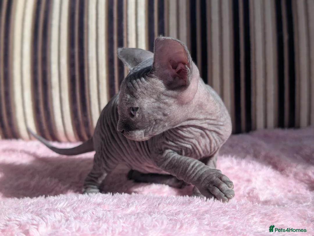 Sphynx cats for sale: Ready for reservation  - Advert 21