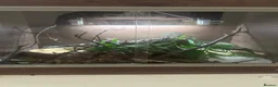 Leopard Gecko reptiles for sale: female leopard gecko - Advert 3