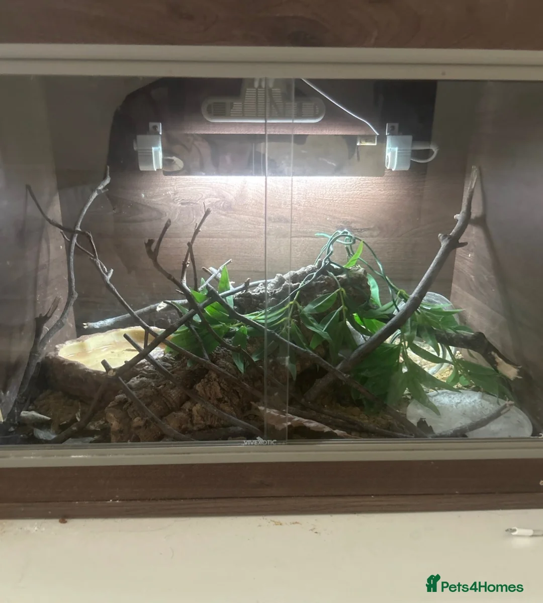 Leopard Gecko reptiles for sale: female leopard gecko - Advert 3