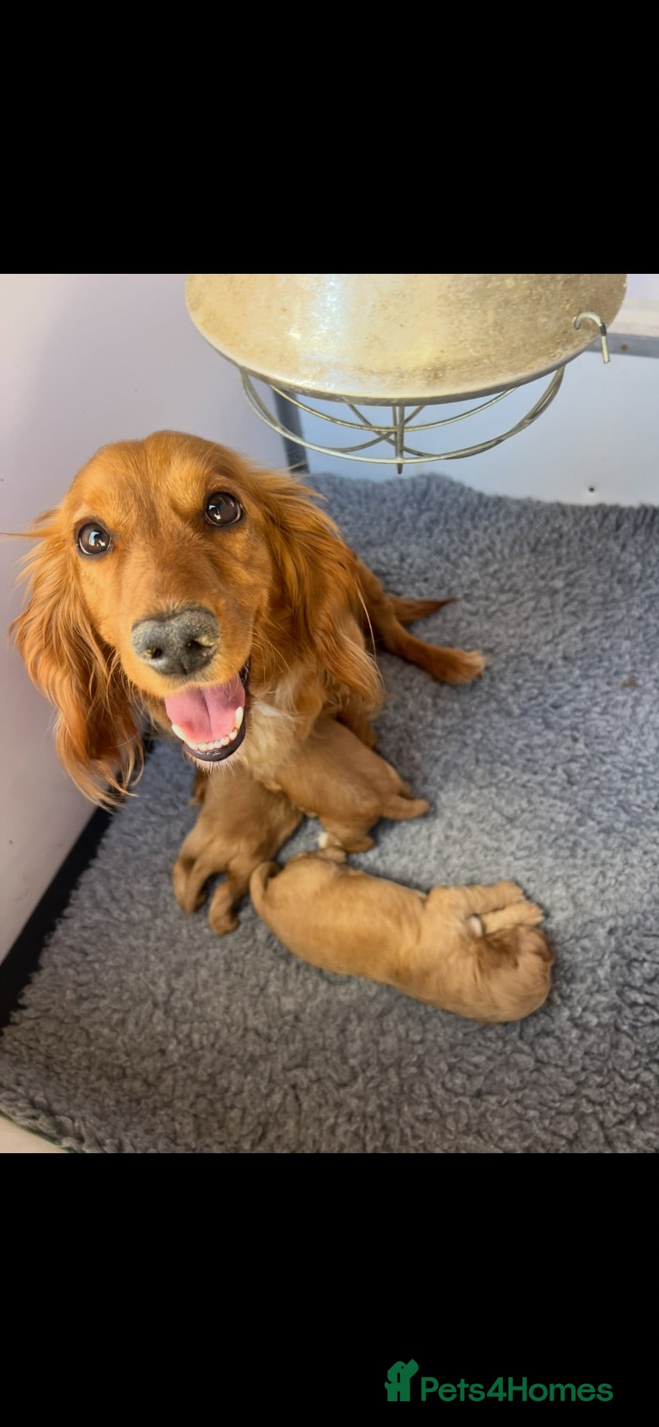 Cocker Spaniel dogs Kc Registered Cocker Spaniel Pups - Advert 2