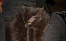 Bombay cats for sale: Black male cat - Image 6