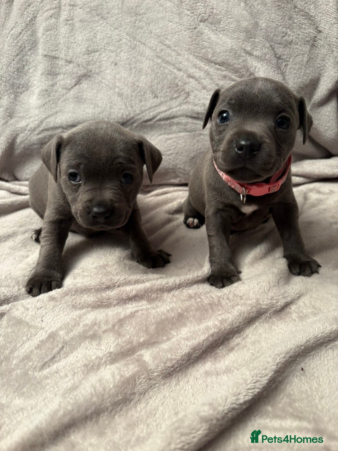 Staffordshire Bull Terrier dogs 2 female blue Staffordshire bull terrier left - Advert 12