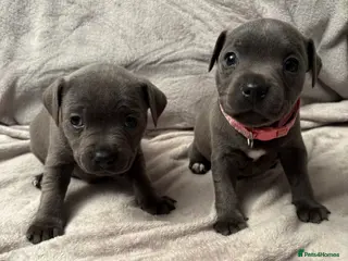 Staffordshire Bull Terrier dogs 2 female blue Staffordshire bull terrier left - Advert 12