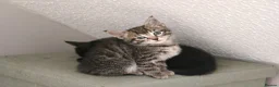 Mixed Breed cats for sale: Bengal Marble & American Shorthair  - Advert 11