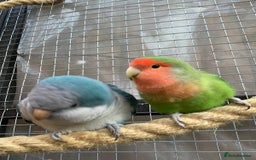 Parakeets birds for sale:  Quaker Parrot & Love Bird pair for sale cage incl - Image 1
