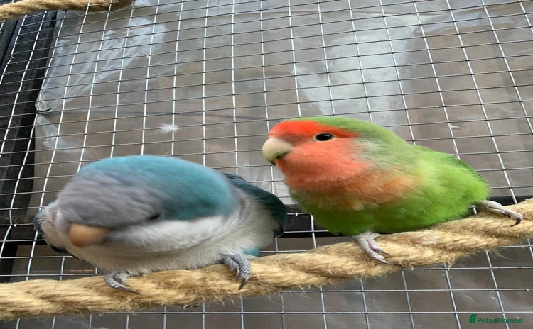 Parakeets birds - Advert 6