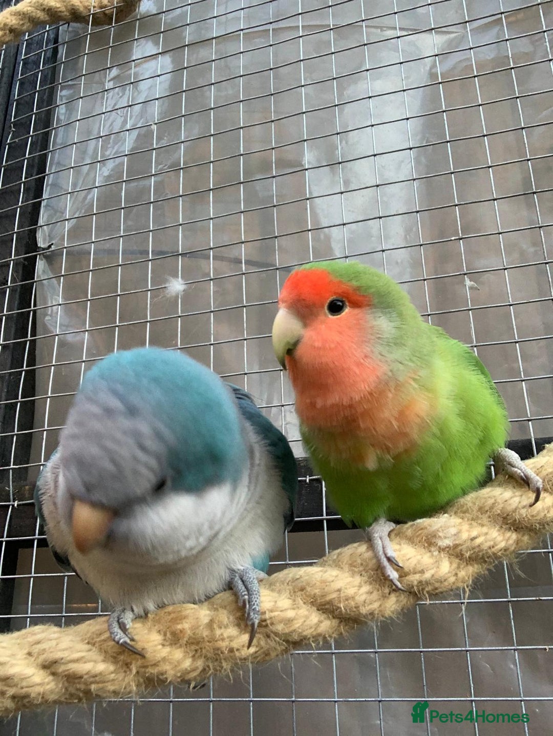 Parakeets birds for sale:  Quaker Parrot & Love Bird pair for sale cage incl - Image 1