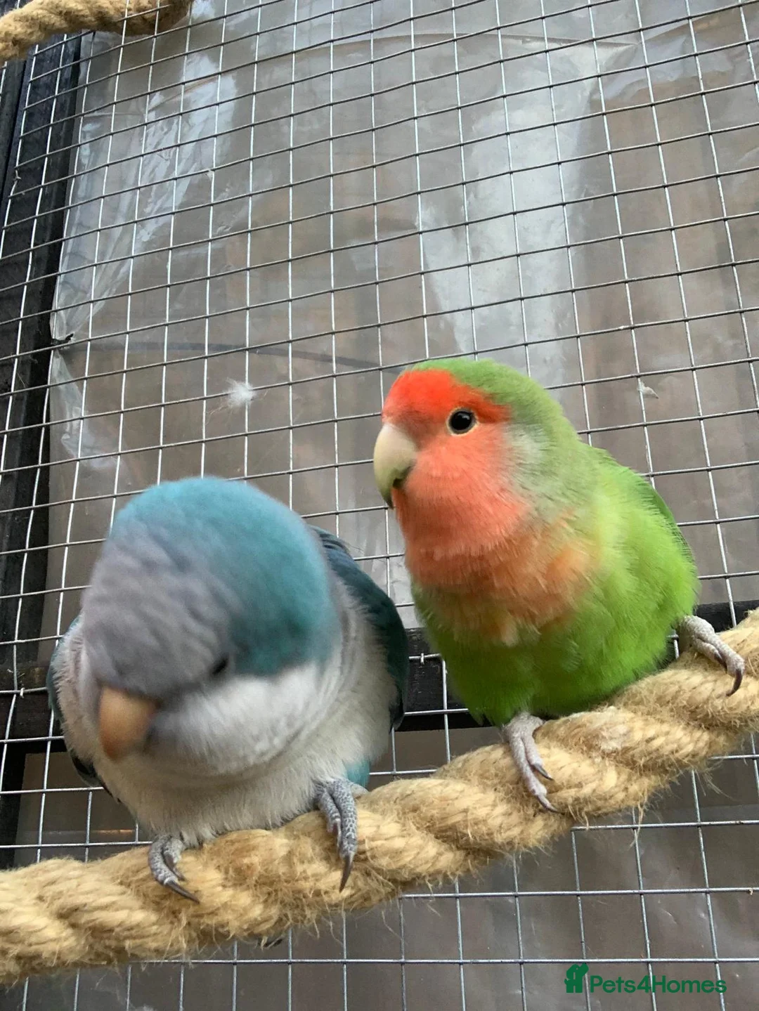 Parakeets birds for sale:  Quaker Parrot & Love Bird pair for sale cage incl - Advert 1