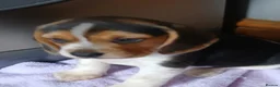 Beagle dogs for sale: Beagle puppies  - Advert 21