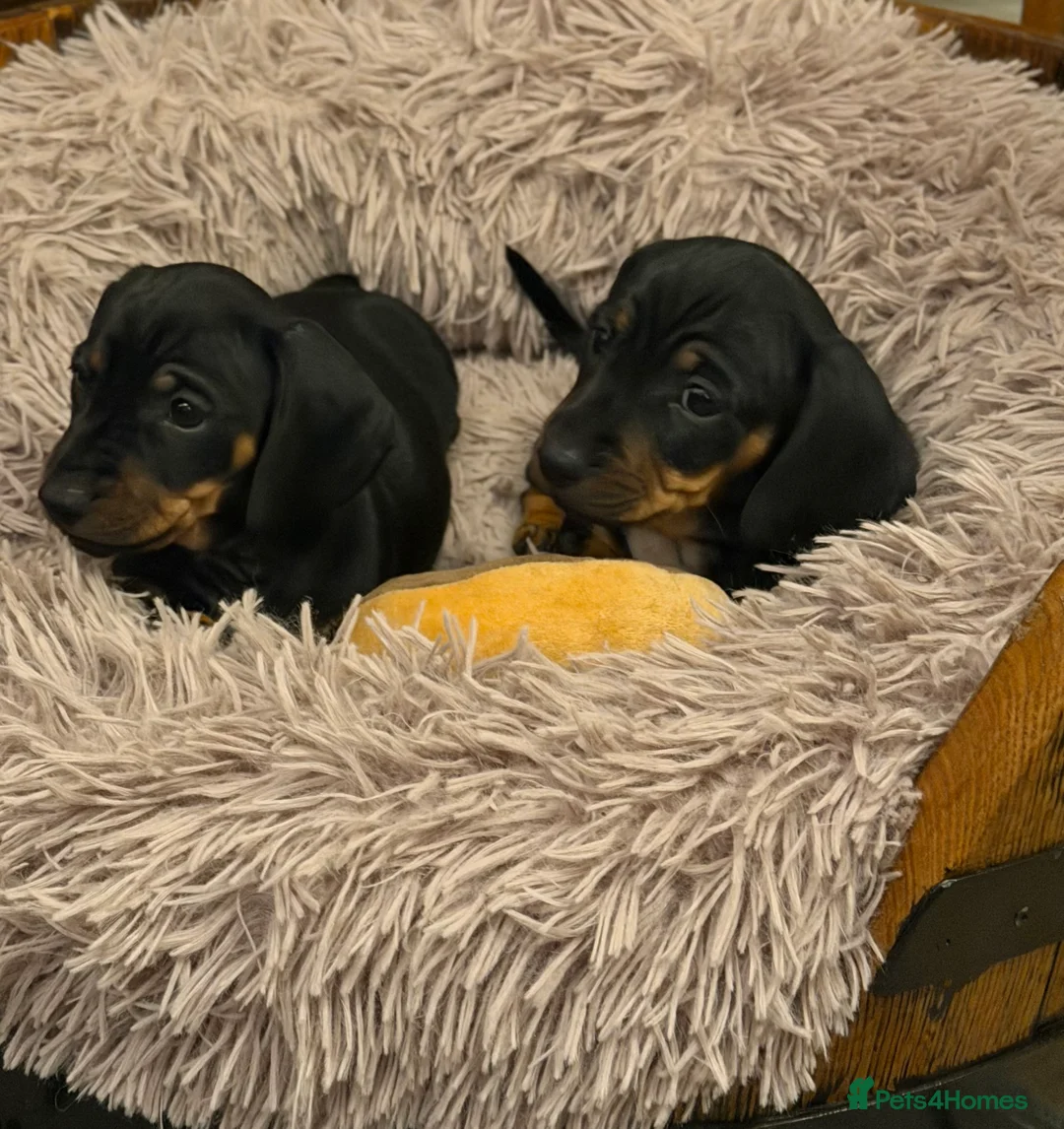 Miniature Dachshund dogs for stud: Chocolate and Tan Miniature Dachshund- Stud - Advert 7