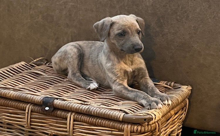 Mixed Breed dogs - Advert 12