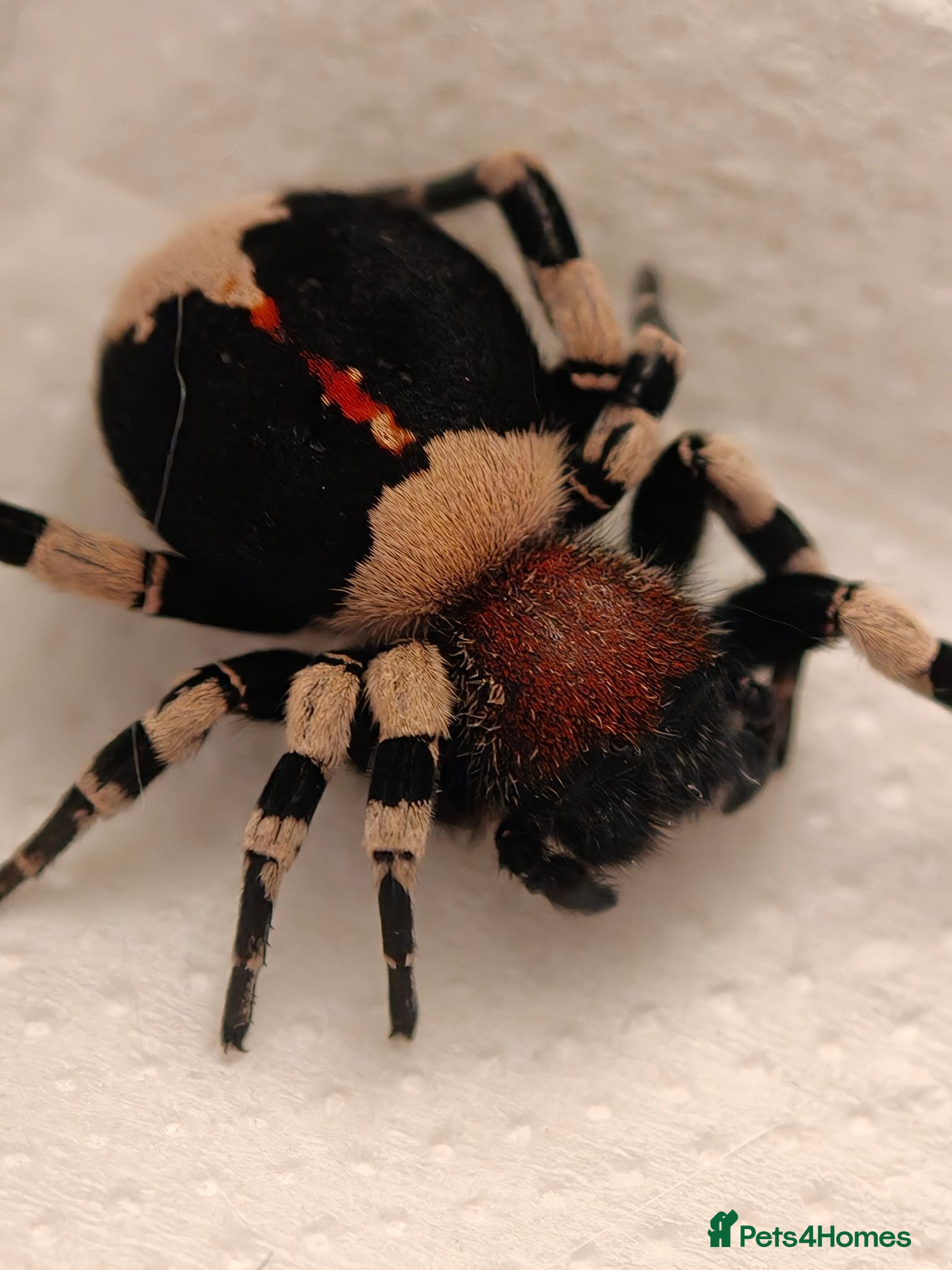 Spiders invertebrates Velvet spider -Eresus guerini  - Advert 12