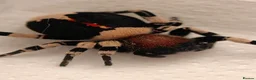 Spiders invertebrates for sale: Velvet spider -Eresus guerini  - Advert 1