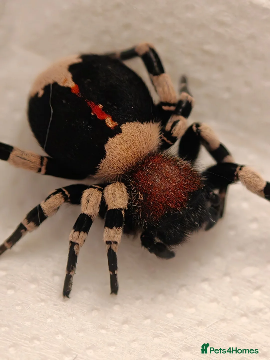 Spiders invertebrates for sale: Velvet spider -Eresus guerini  - Advert 1