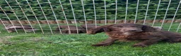 Cocker Spaniel dogs for sale: Cocker spaniel puppies  in Cambridge - Advert 12